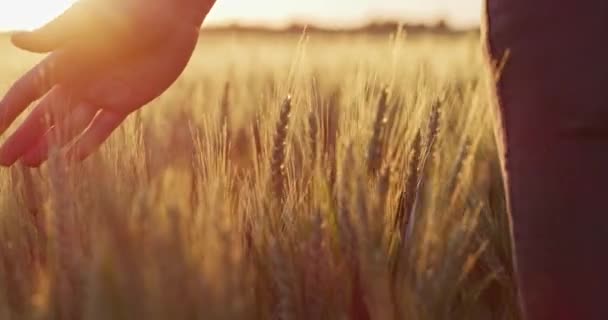 Tracking Shot van mannelijke boer Hand strelen Tarweveld bij zonsondergang Mooie Golden Field Landbouw Gezonde Food Relaxation Hemelse ROOD 8k Slow Motion — Stockvideo