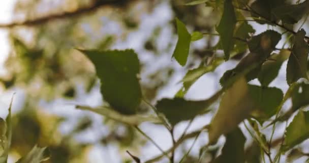 Achtergrond Groene bladeren van een boom zwaaien in de wind Mooie natuurlijke Bokeh zon schijnt door middel van Abstract Natuurpark Buiten Buiten Landelijk Zomer Wind Ontspan Lente Land Rood 8K Slow Motion — Stockvideo
