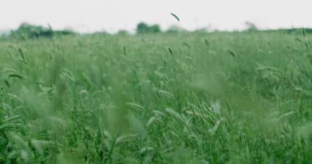 Groene Tarwe Veld Mooie Zomer Landschap Natuurpark Buiten Buiten Landbouw Zomer Wind Relax Lente Land Rood 8K Slow Motion — Stockvideo