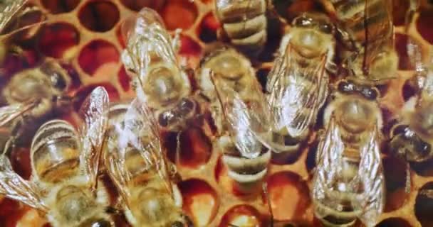 Royal Bee Natural Honey Products Brutpflege Die Geburt einer Biene Polyfloral Honig Der Lebenszyklus der Honigbiene Hautpflegeprodukte Gesundheitsprodukte Red Slow Motion 8k — Stockvideo