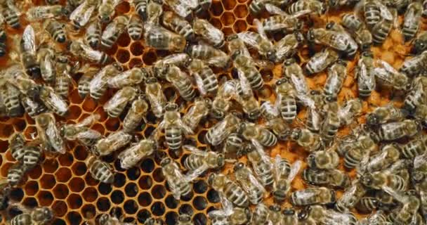 Bijen Gezondheidszorg Producten Natuurlijke Honing Voortplanting en Brood Development Brood Care De geboorte van een bij Polyfloral Honey De honing bijen levenscyclus Kolonie Groei Red Slow Motion 8k — Stockvideo