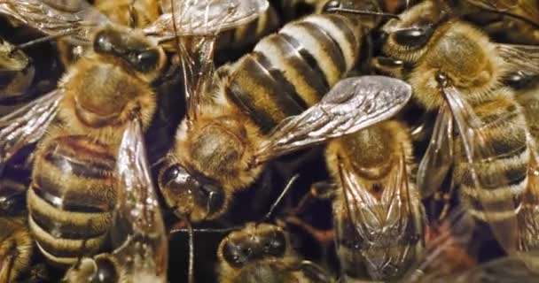 Bienenbrot Royal Jelly Bienenwachs Nektarcreme Natürliche Rohhonigprodukte Monofloraler und Polyfloraler Honig Ländliche Industrien Kosmetikprodukte Red Slow Motion 8k Nahaufnahme — Stockvideo