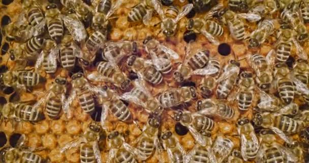 Work Bees In Hive The Birth Of A Bee Insects Natural Raw Honey Products Monofloral And Polyfloral Honey Rural Industries Dermatology And Skin Products Propolis Red Slow Motion 8k — Stock Video