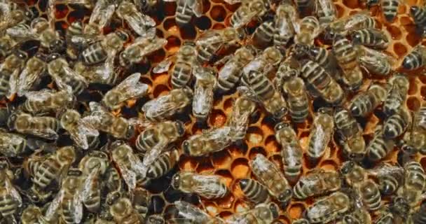 Apicultura ecológica Primavera Miel Abejas Recoger Néctar Polen Abeja Natural Miel cruda Productos Biodiversidad Industrias rurales Abejas Ciclo de vida Bio Productos Red Slow Motion 8k — Vídeo de stock