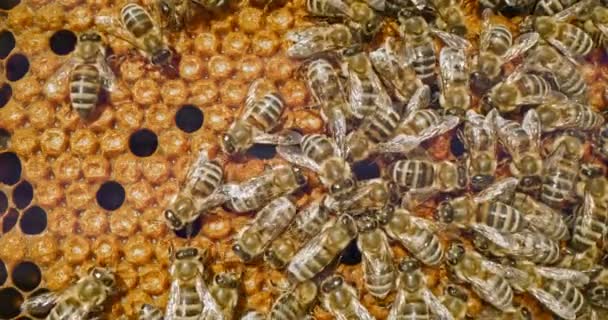 Včelí chléb Propolis krém přírodní syrový med produkty monofloral a polyfloral med venkovský průmysl medicína produkty červená pomalý pohyb 8k Close-Up Shot — Stock video
