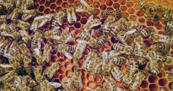 Werk bijen in Hive De geboorte van een bij insecten natuurlijke ruwe honing groene industrieën dermatologie en huidproducten Propolis antioxidant Ambrosia Baby Voeding Red Slow Motion 8k — Stockvideo