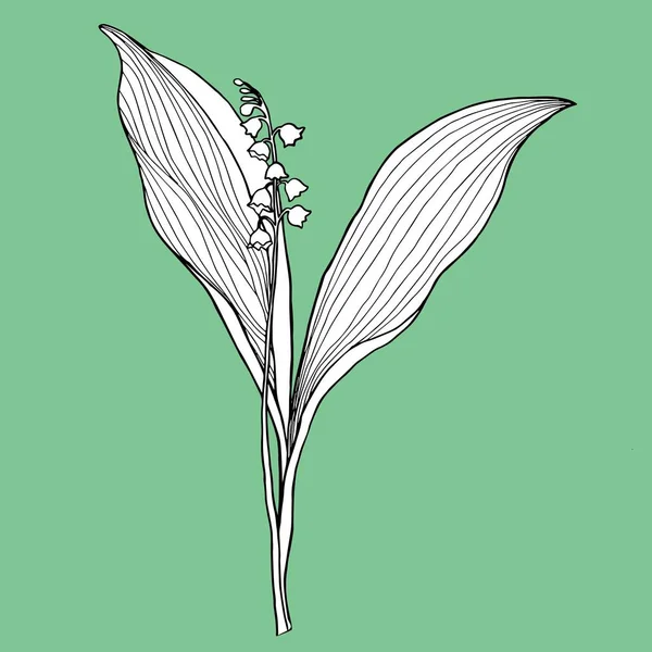 Lily of the Valley op een groene achtergrond. — Stockvector