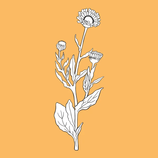 Planta Calendula Officinalis Preto Branco Sobre Fundo Laranja Pode Ser — Vetor de Stock