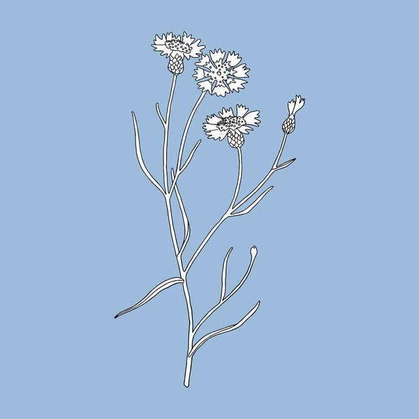 Fekete-fehér Búzavirág kék háttérrel. — Stock Vector