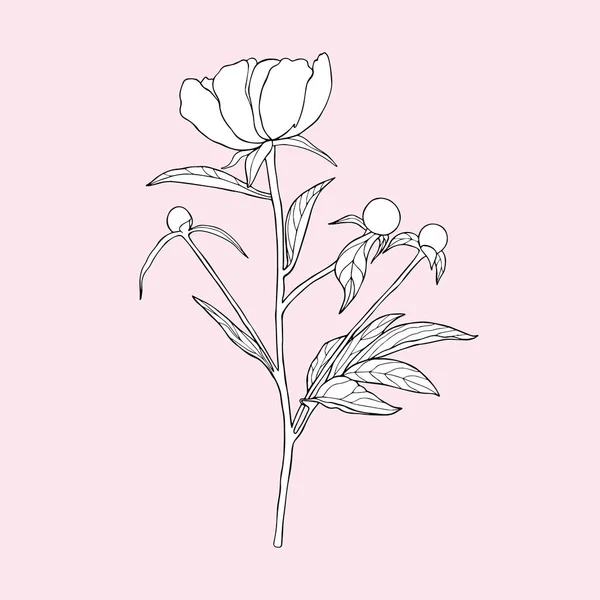 Peonía negra y blanca sobre fondo rosa . — Vector de stock