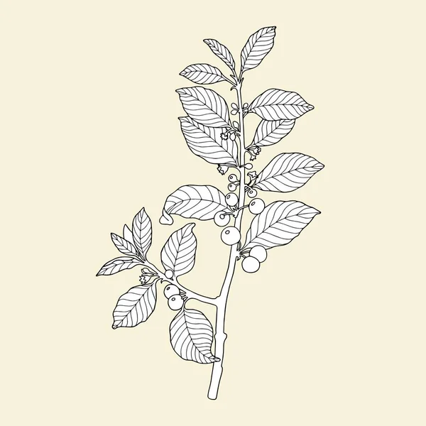Sarı renkli bitki (Frangula alnus) sarı bir arka plan üzerinde. — Stok Vektör