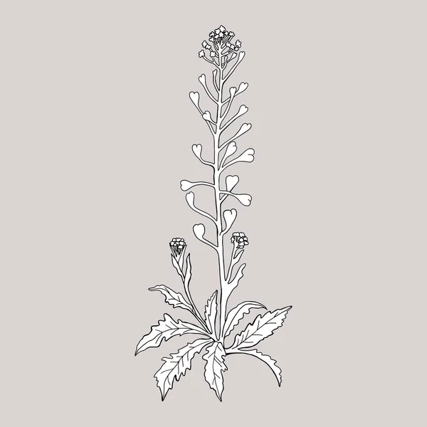 Monokróm növény (capsella Bursa pastoris) a szürke háttér. — Stock Vector