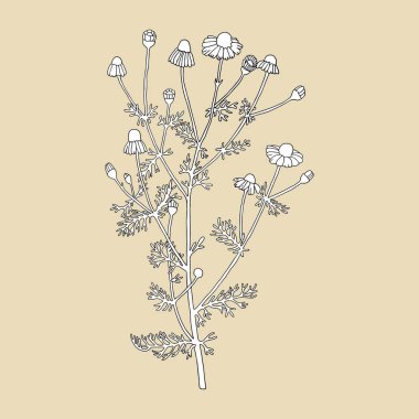 Bej arka planda papatyalar. 