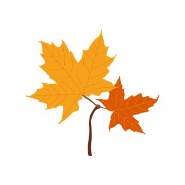 Sonbahar, renkli akçaağaç yaprağı dalı.