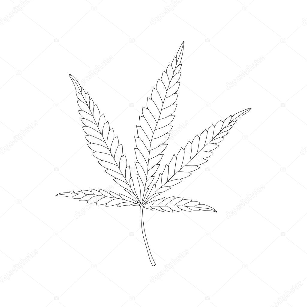 Linear Hemp leaf. Cannabis vector icon. Isolated vector illustration.