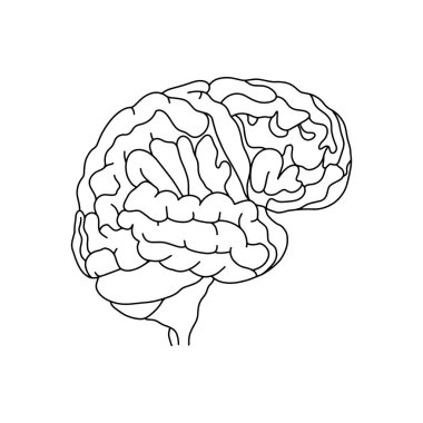 Vektör, anatomik beyin. Beyaz arka planda izole edilmiş gerçekçi Beyin çizimi. Vektör Tıbbi Beyin logosu.