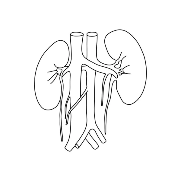 Vector Anatomische Nieren Realistische Nieren Illustratie Geïsoleerd Witte Achtergrond Vector — Stockvector