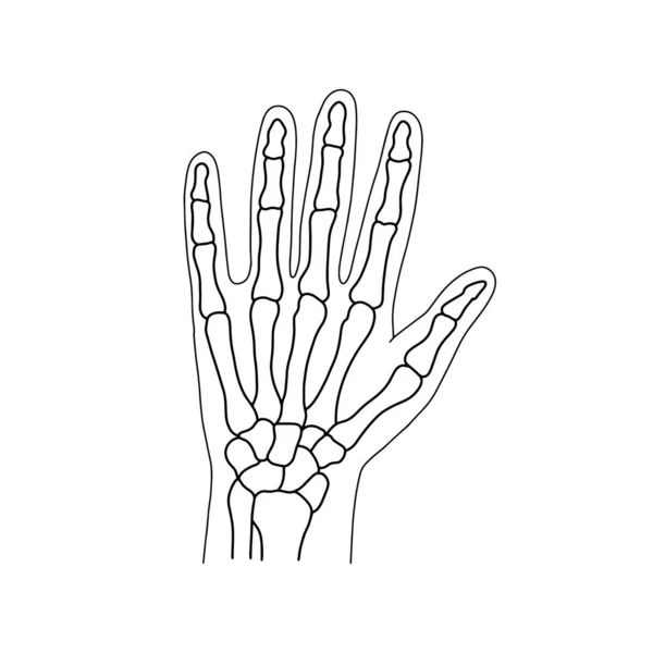 Skelette Der Menschlichen Hand Gezeichnet Durch Linien Auf Weißem Hintergrund — Stockvektor