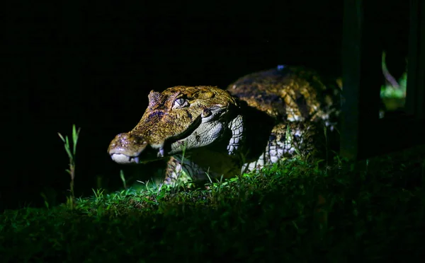 Крокодил Посеред Ночі — стокове фото