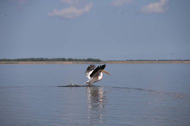 Suyun üzerinde uçan beyaz pelikan