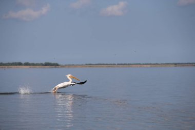 Suyun üzerinde uçan beyaz pelikan