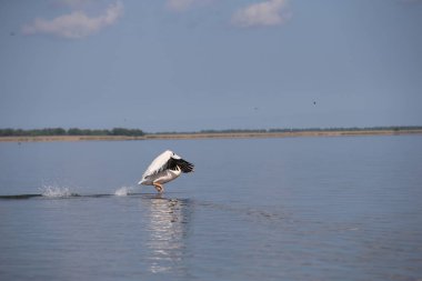 Suyun üzerinde uçan beyaz pelikan