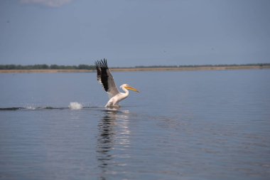 Suyun üzerinde uçan beyaz pelikan
