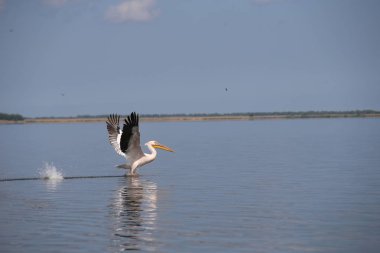 Suyun üzerinde uçan beyaz pelikan