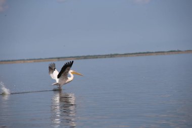 Suyun üzerinde uçan beyaz pelikan