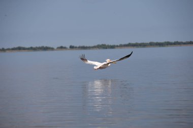 Suyun üzerinde uçan beyaz pelikan
