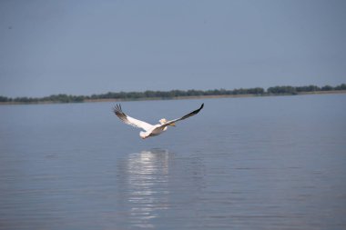 Suyun üzerinde uçan beyaz pelikan