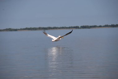 Suyun üzerinde uçan beyaz pelikan