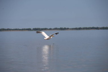 Suyun üzerinde uçan beyaz pelikan