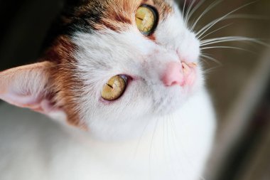 Şirin kedi evde portresi