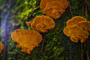 Ağaç gövdesinde mantar ve yosun