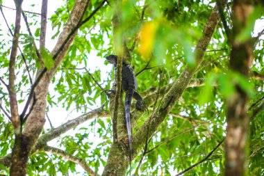 ağaç üzerinde sürünerek kertenkele