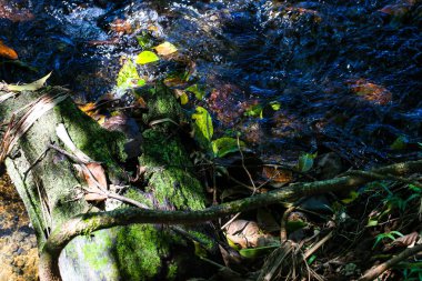 Göl kenarındaki ağaç kütüğü