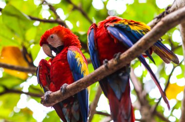 Papağanlar (Ara ararauna), egzotik kuşlar