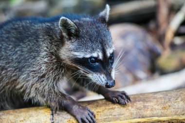 Bir rakunun yakın plan portresi. 