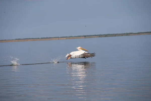Biały Pelikan Latający Nad Wodą — Zdjęcie stockowe