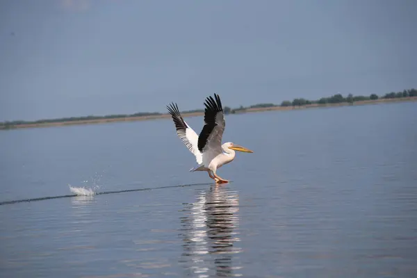 Biały Pelikan Latający Nad Wodą — Zdjęcie stockowe