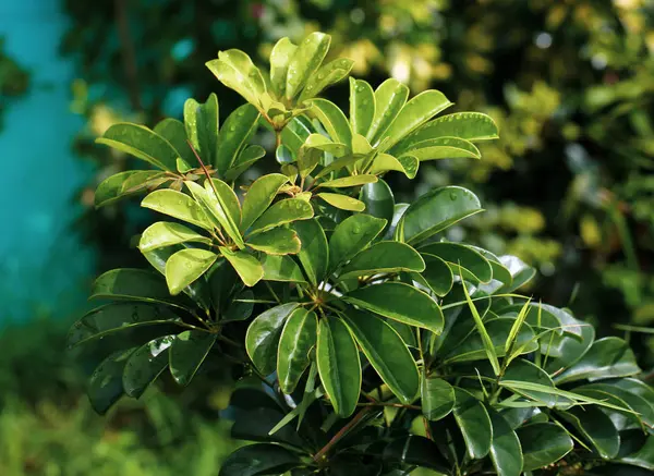 Planta Que Crece Jardín Primer Plano — Foto de Stock