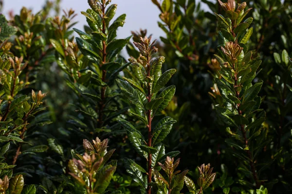 Hermosas Plantas Parque — Foto de Stock