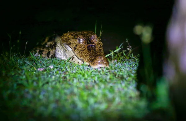 Крокодил Траві Вночі — стокове фото