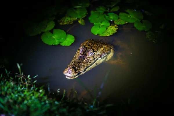 Крокодил Воді Вночі — стокове фото