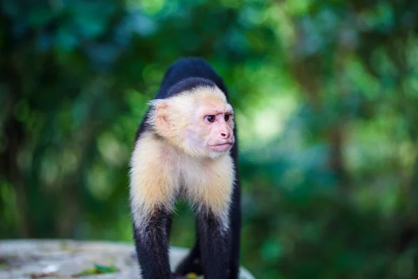 Macaco Branco-enfrentado Do Capuchin Imagem de Stock - Imagem de queimado,  primata: 31492765