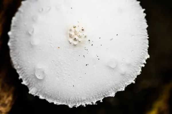 Weißer Waldpilz Blick Von Oben — Stockfoto