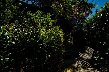 Klasik bank ve parktaki güzel bitkiler.