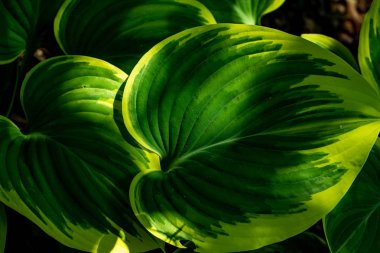Hosta dekoratif bitkiler, öncelikle güzel yaprakları için yetiştirilir.