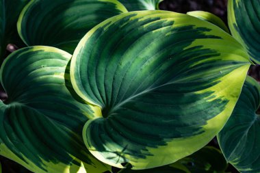 Hosta dekoratif bitkiler, öncelikle güzel yaprakları için yetiştirilir.